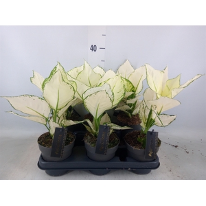 Aglaonema  'White Joy'