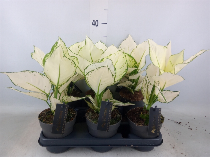 <h4>Aglaonema  'White Joy'</h4>