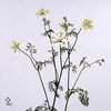 Orlaya Grandflora White A2