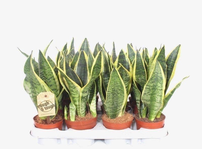 <h4>Sansevieria trifa. 'Futura Superba'</h4>