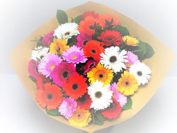 <h4>BQ Germini Mixed</h4>
