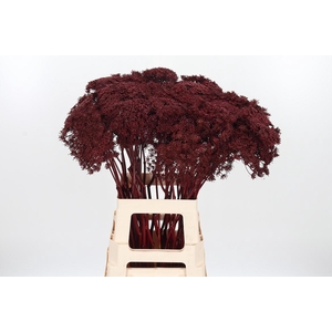 Ammi Zaad Kl Bh Bordeaux