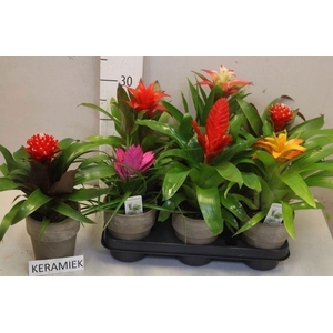 BROMELIA GEM