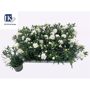 DIANTHUS WHITE DINAH P9