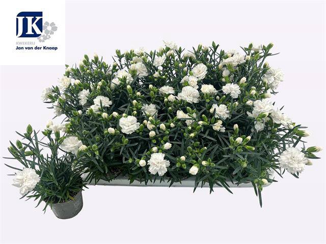 <h4>DIANTHUS WHITE DINAH P9</h4>