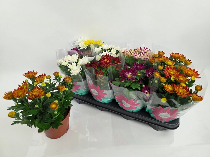 <h4>CHRYS GEM 6 KL</h4>