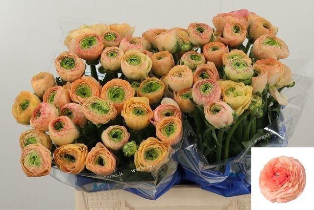 <h4>RAN SU TUAREG</h4>