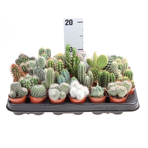 Cactus   ...mix
