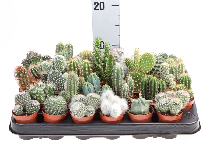 <h4>Cactus   ...mix</h4>