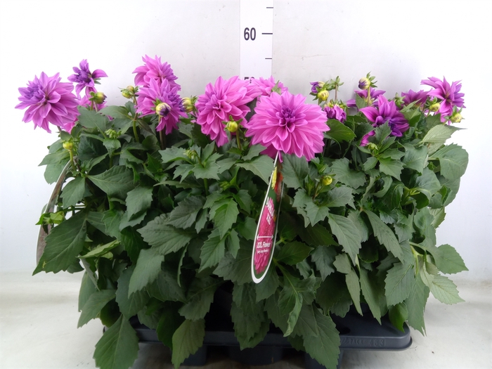 <h4>Dahlia DE 'XXL Aztec'   ...patio</h4>