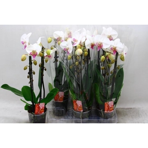 PHAL EL CASCADE