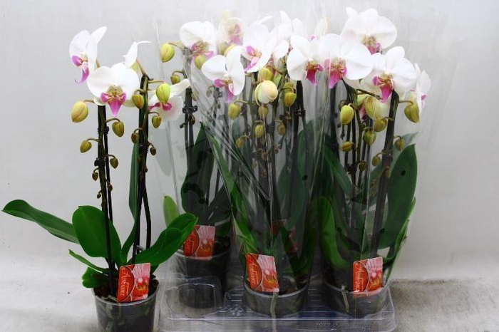 <h4>PHAL EL CASCADE</h4>