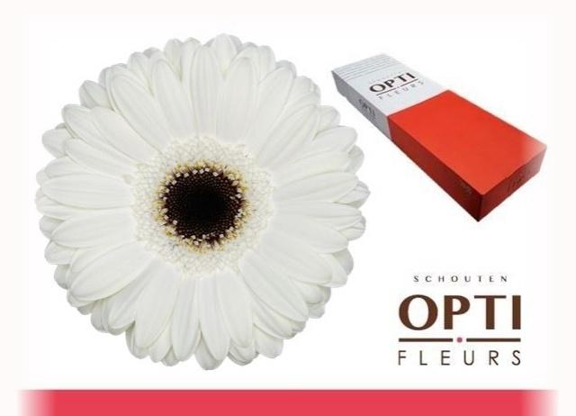 <h4>GE GR WHITE HOUSE</h4>