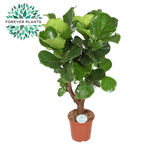 Ficus Lyrata Vertakt p27