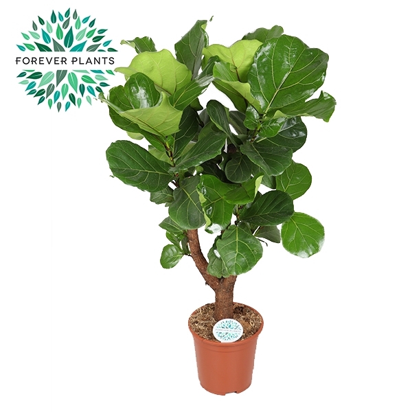 <h4>Ficus Lyrata Vertakt p27</h4>