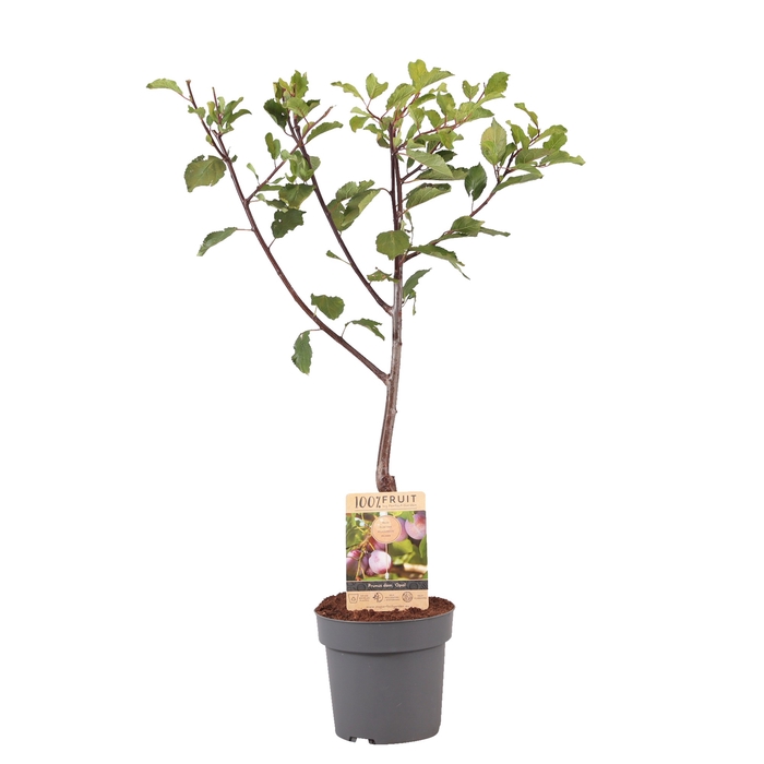 <h4>Prunus Domestica Opal Patioboom</h4>