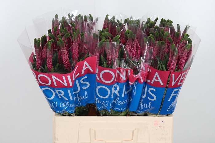 <h4>Veron Smart Iselle</h4>