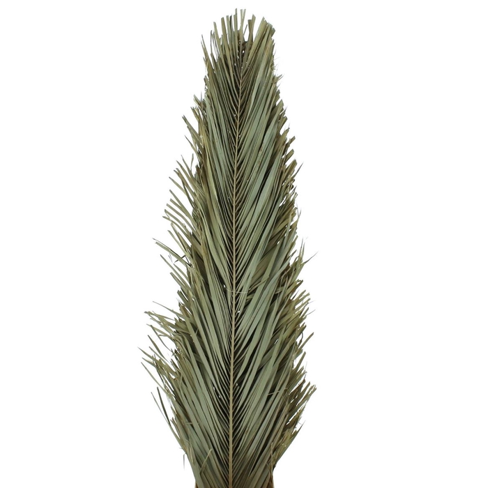 <h4>Dried Palm Spear Narrow 150cm</h4>