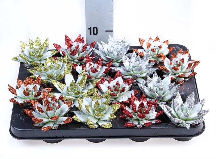 <h4>Echeveria  'Miranda'</h4>