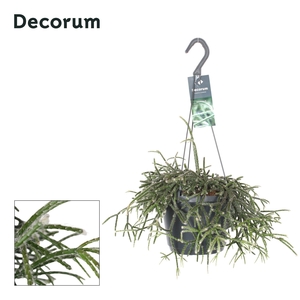 Rhipsalis Pilocarpa P17