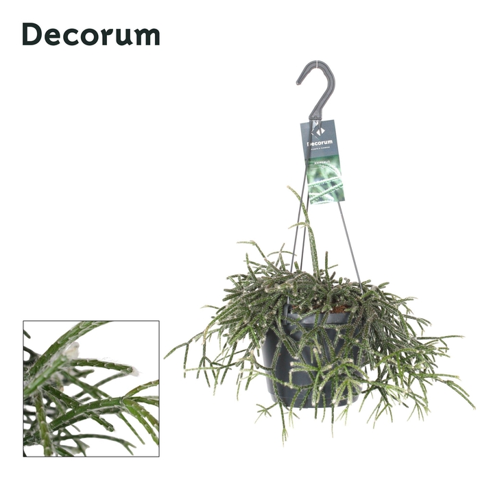 <h4>Rhipsalis Pilocarpa P17</h4>