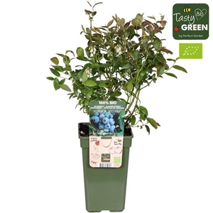Vaccinium corymbosum 'Brigitta Blue' Bio P19