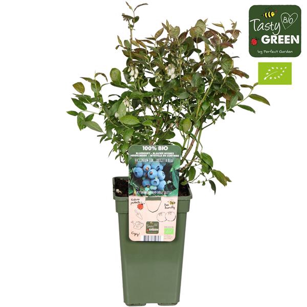 <h4>Vaccinium corymbosum 'Brigitta Blue' Bio P19</h4>