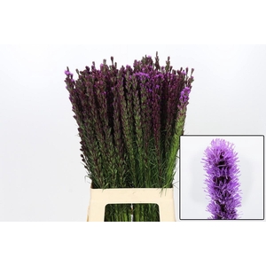 LIATRIS CALLILEPIS