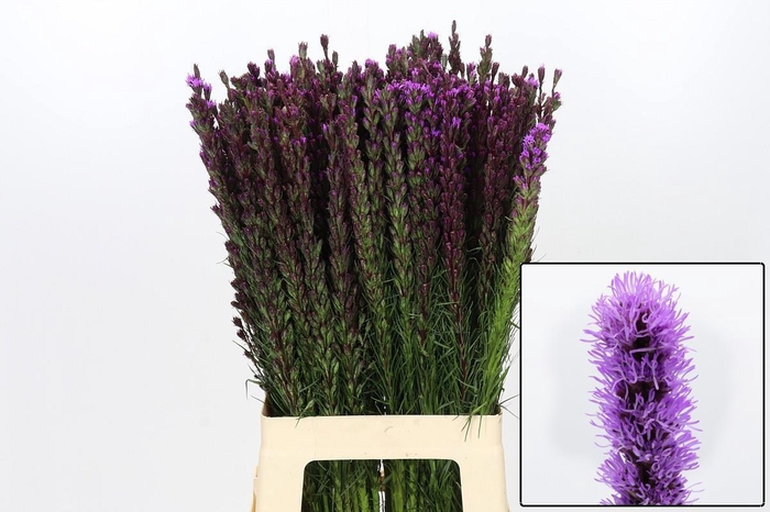 <h4>LIATRIS CALLILEPIS</h4>