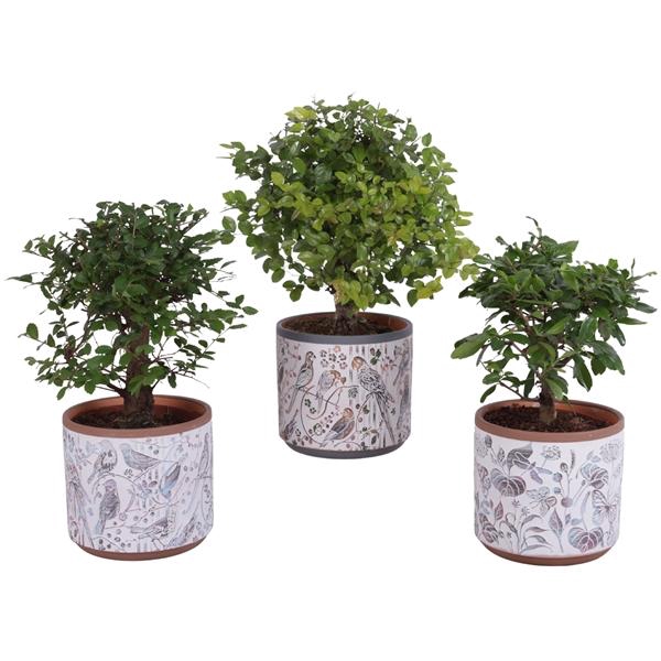 <h4>Bonsai Indoor Mix Ø12cm Ball Shape in Ø14cm Ceramic Pot Forest</h4>
