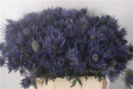 <h4>Eryngium Alpinum</h4>
