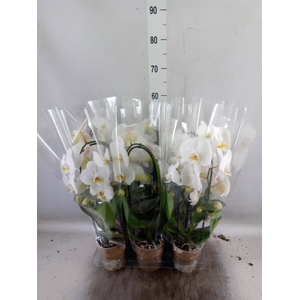 Phalaenopsis  'Elegant Cascade'