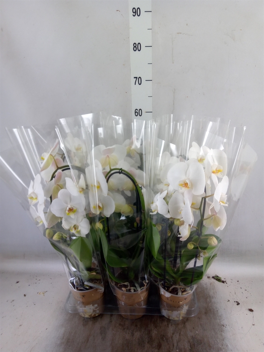 <h4>Phalaenopsis  'Elegant Cascade'</h4>