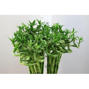 Lucky Bamboo Spiraal 80
