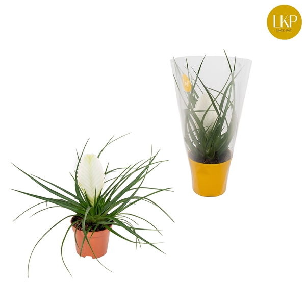 <h4>Tillandsia Biancini Wit (Met Hoes)</h4>