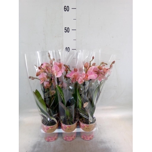 Phalaenopsis multi. 'Ant Treviso'