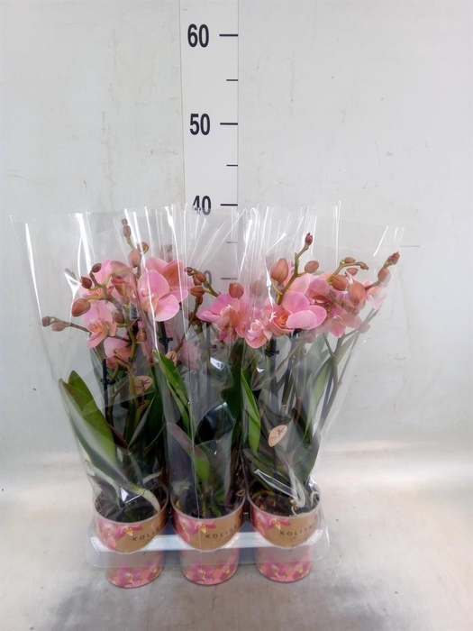 <h4>Phalaenopsis multi. 'Ant Treviso'</h4>
