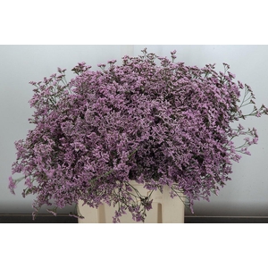 Lim Saf Oshi Pink 70/45