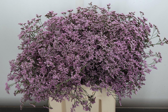 <h4>Lim Saf Oshi Pink 70/45</h4>