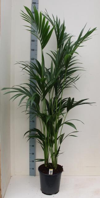 <h4>HOWEA FORSTERIANA</h4>