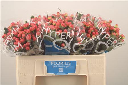 <h4>Hyp Coco Tango Red</h4>