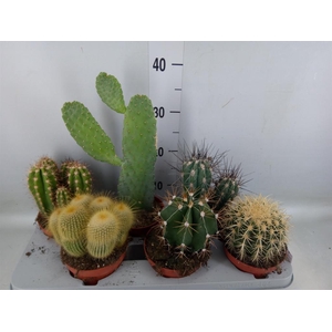 Cactus   ...mix