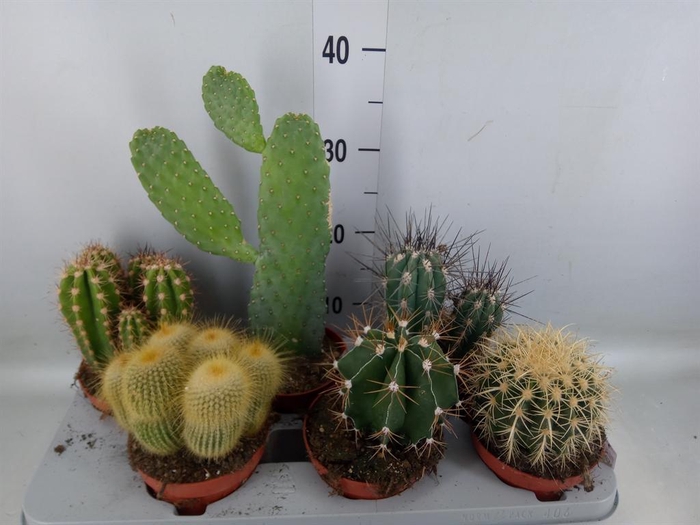 <h4>Cactus   ...mix</h4>