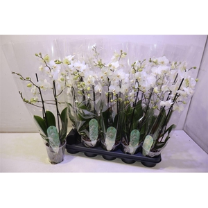 arr8 Phal Mf An Venice