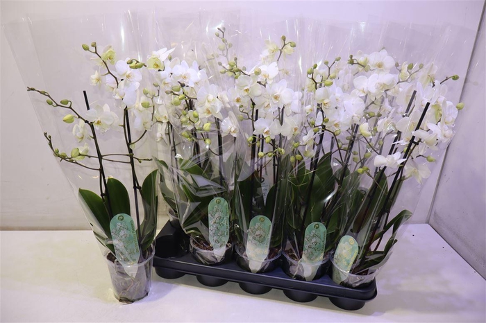 <h4>arr8 Phal Mf An Venice</h4>