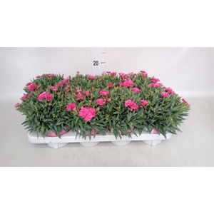 Dianthus car. 'Peman'