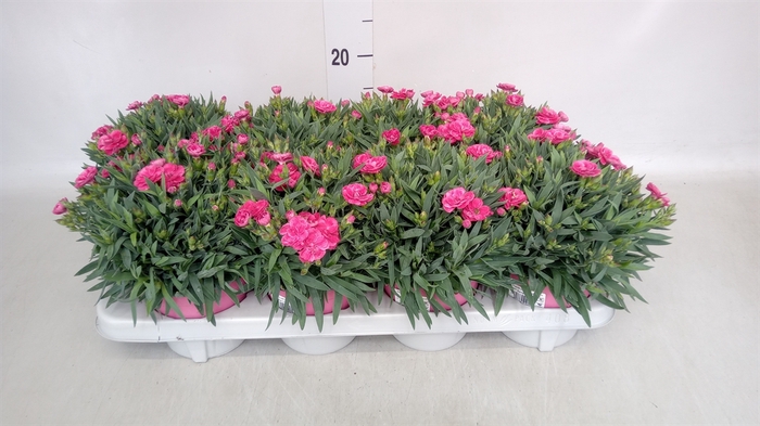 <h4>Dianthus car. 'Peman'</h4>