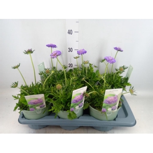 Scabiosa columb.