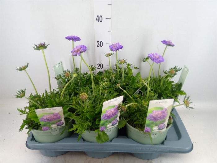 <h4>Scabiosa columb.</h4>