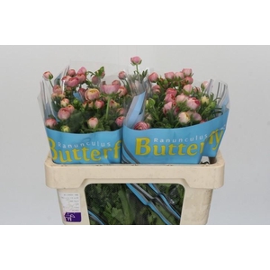 Ranunculus Butterfly Hera